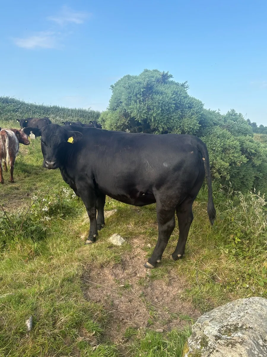 Pedigree AA in calf heifers - Image 3