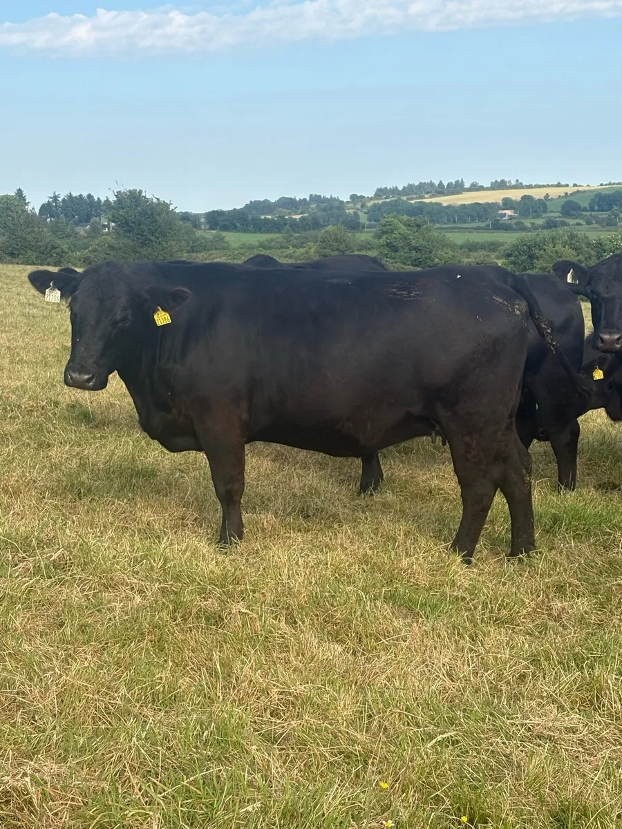 Pedigree AA in calf heifers - Image 4