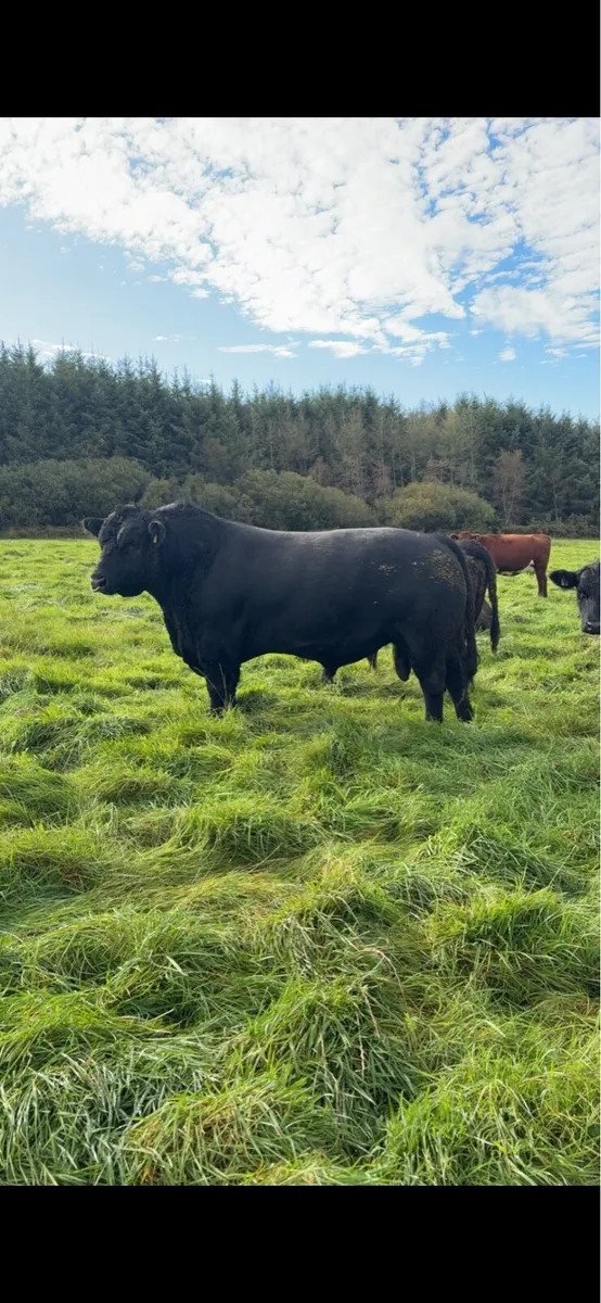 Pedigree AA in calf heifers - Image 1
