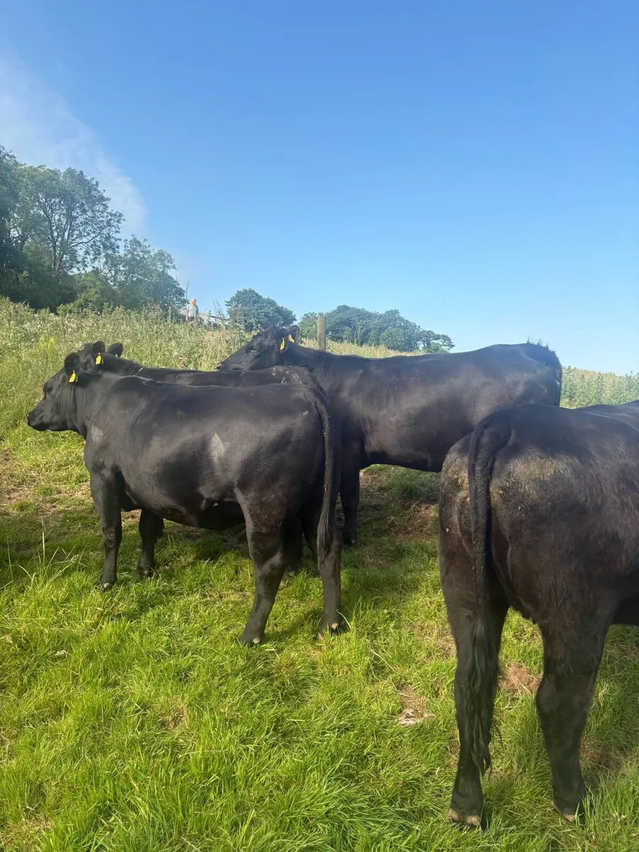 Pedigree AA in calf heifers - Image 2