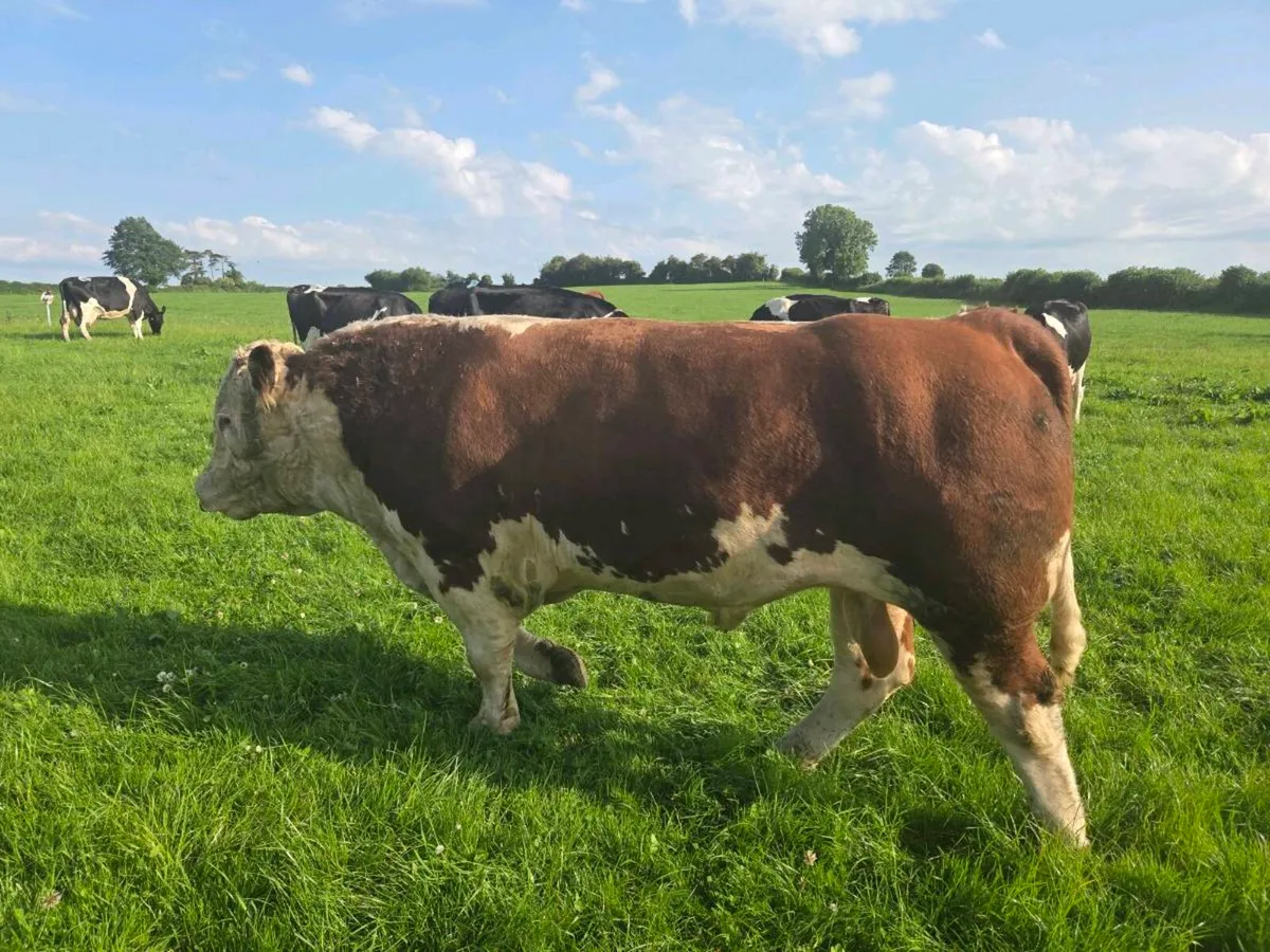 ⭐️ 5  Star Pedigree Hereford Bull From Show Herd - Image 2