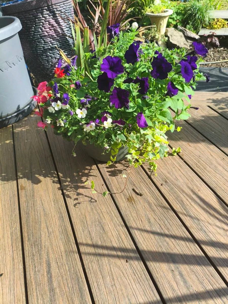 Beautiful large fresh pots 15 each - Image 2