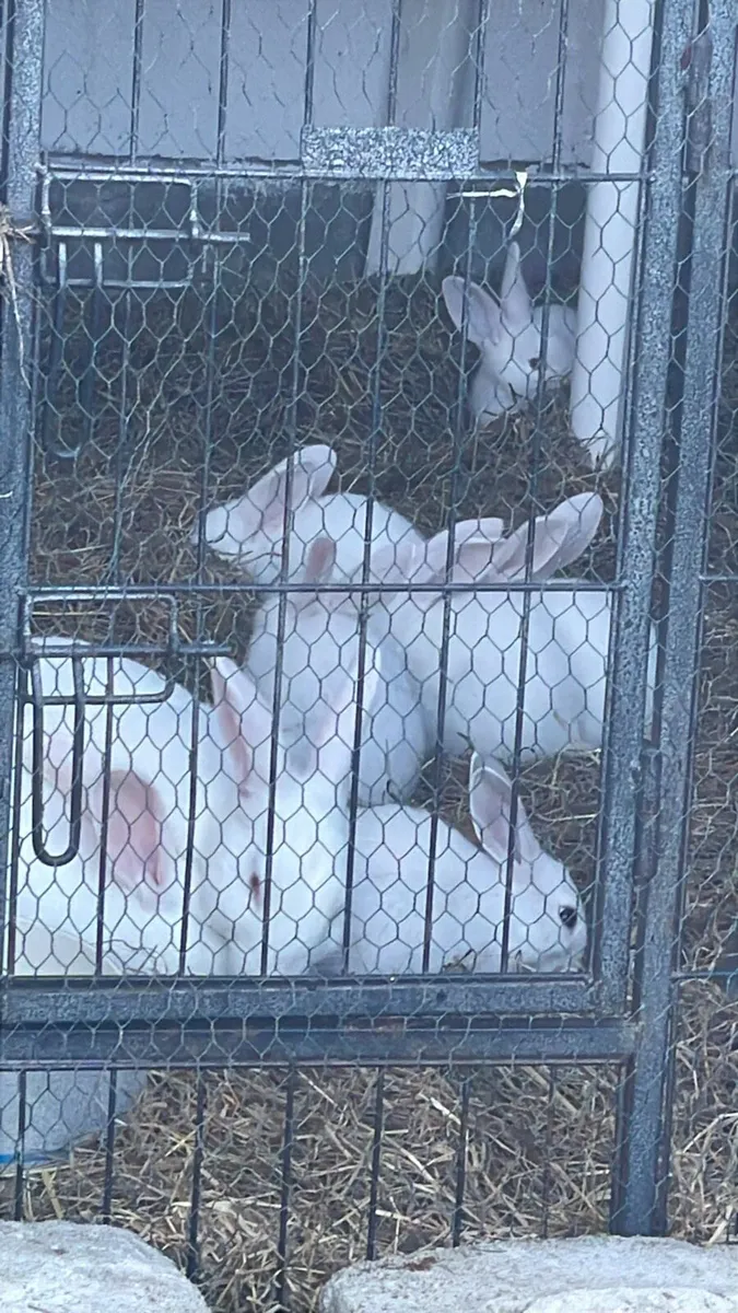 Baby rabbits - Image 2