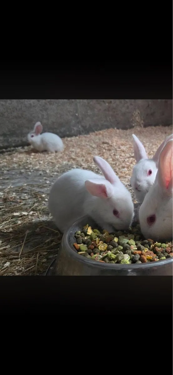 Baby rabbits - Image 1