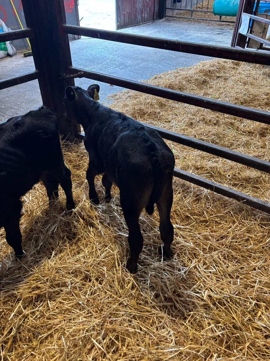 Calves - Image 1