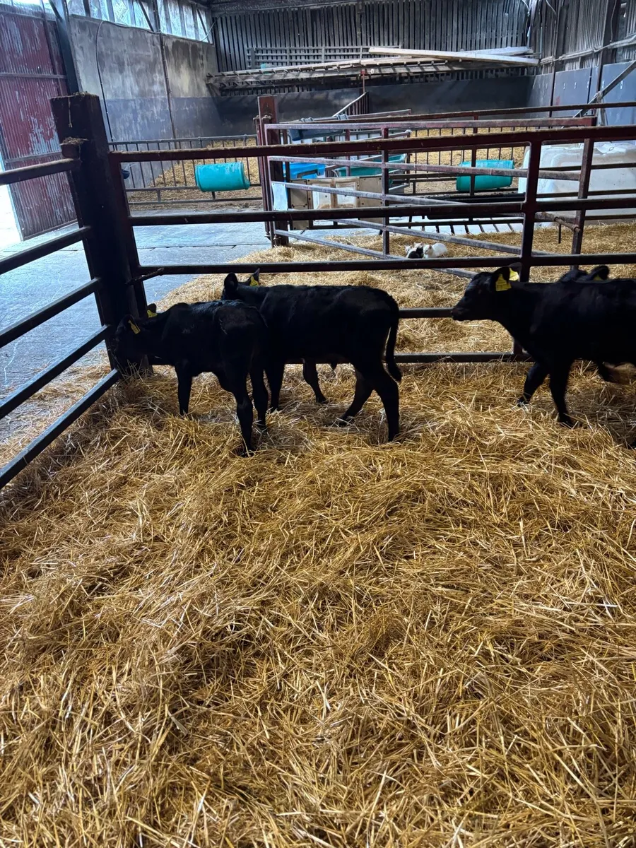 Calves - Image 2