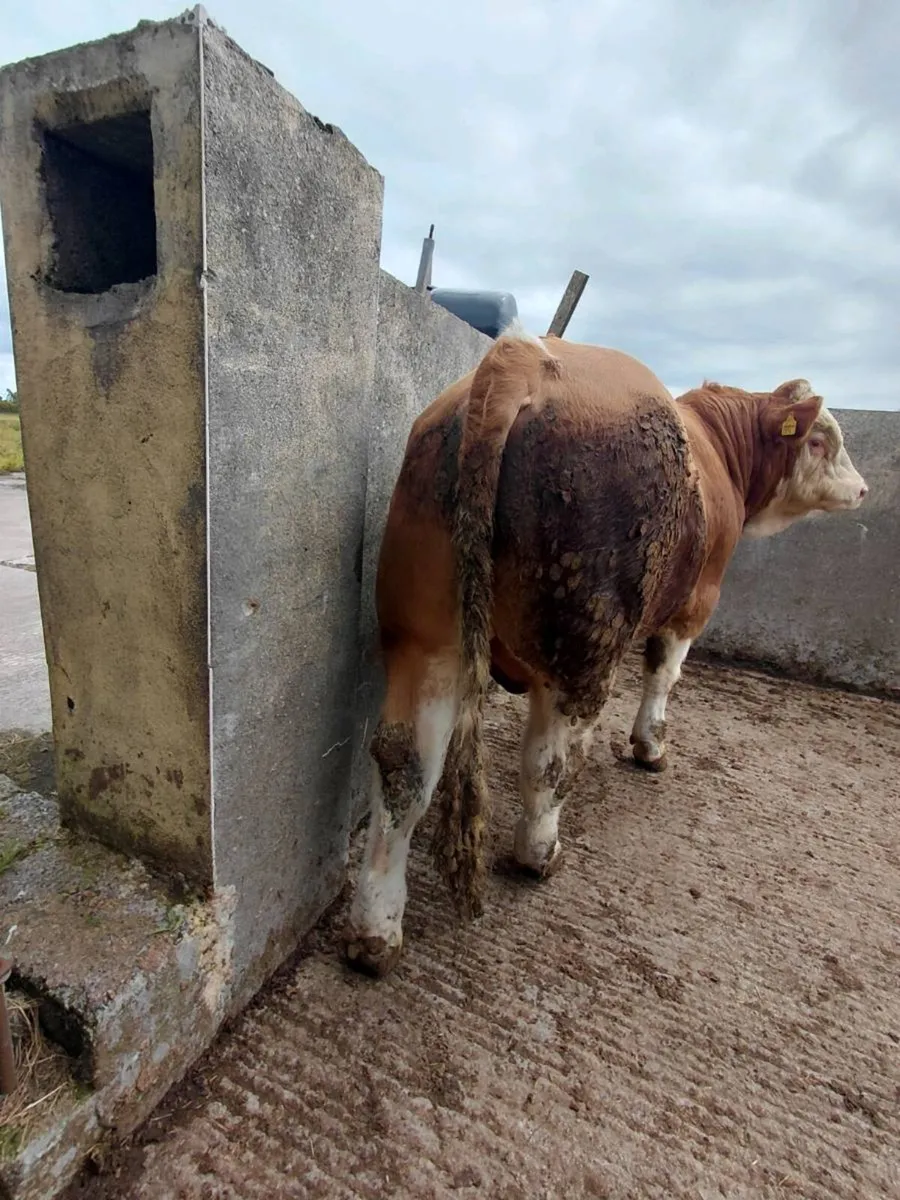 Purebred registered Simmental bull - Image 1