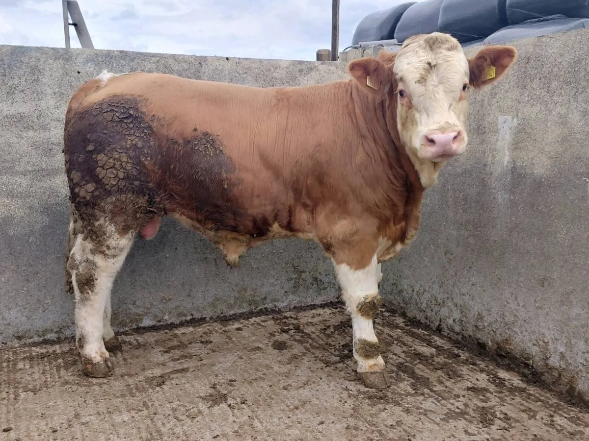 Purebred registered Simmental bull - Image 2
