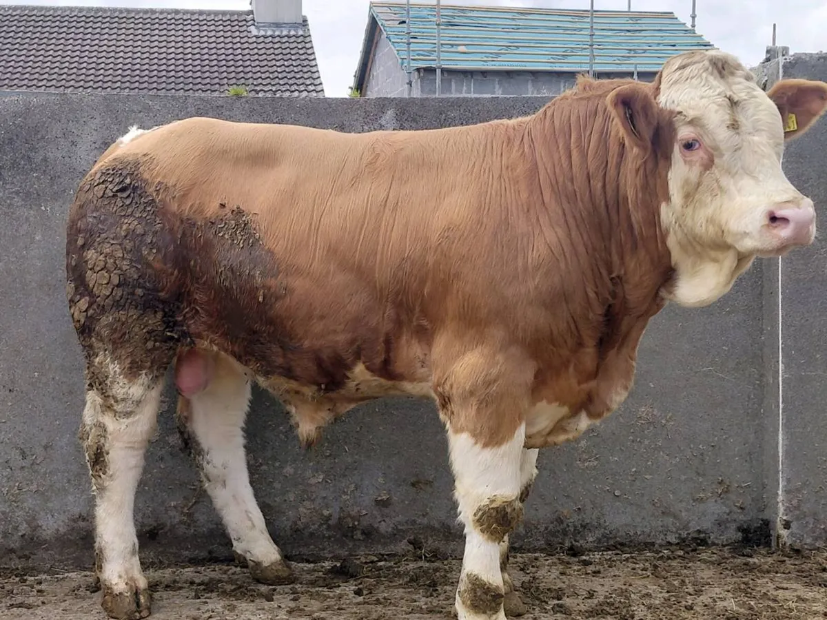 Purebred registered Simmental bull - Image 3