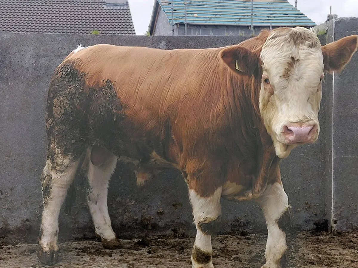 Purebred registered Simmental bull - Image 4