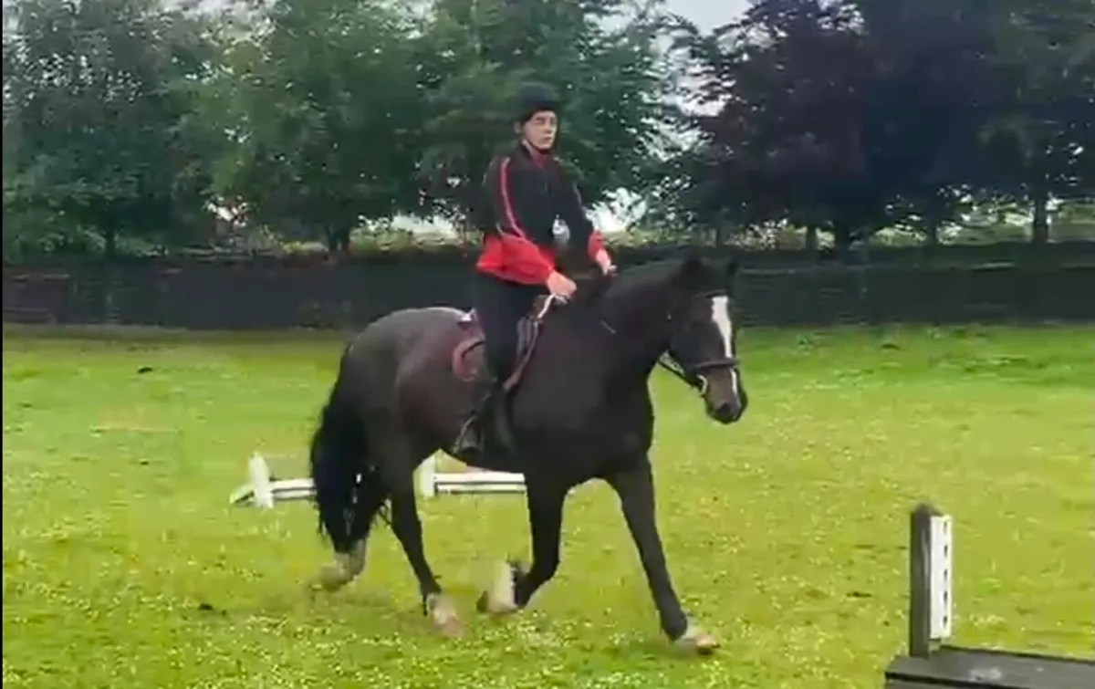 4yo14.2hh mare - Image 1