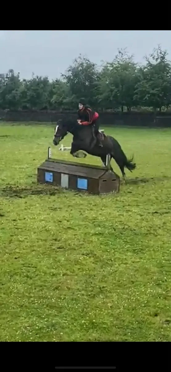 4yo14.2hh mare - Image 2