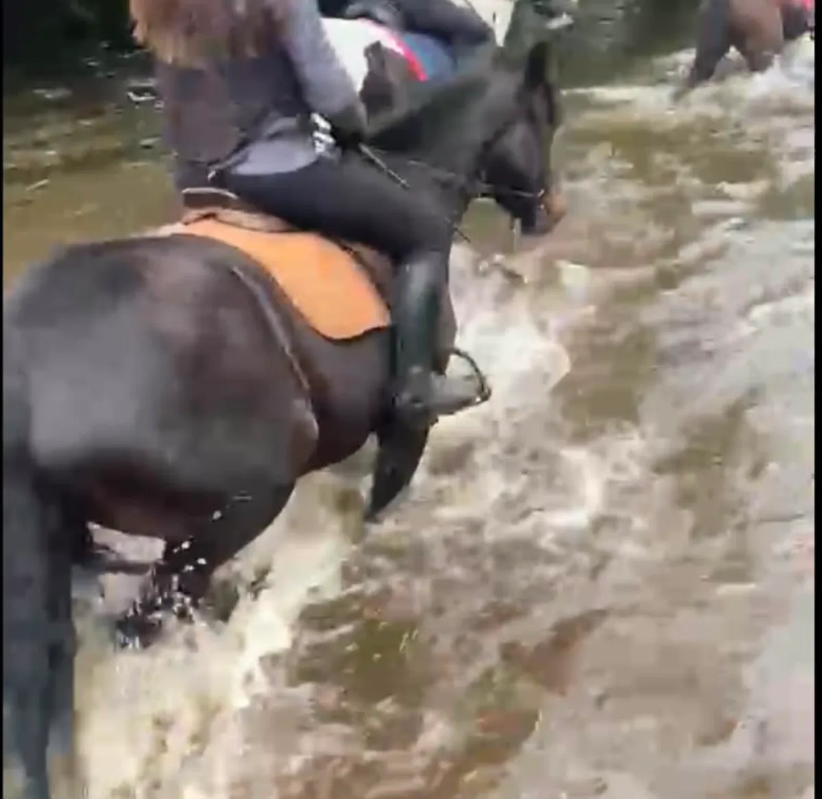 4yo14.2hh mare - Image 3