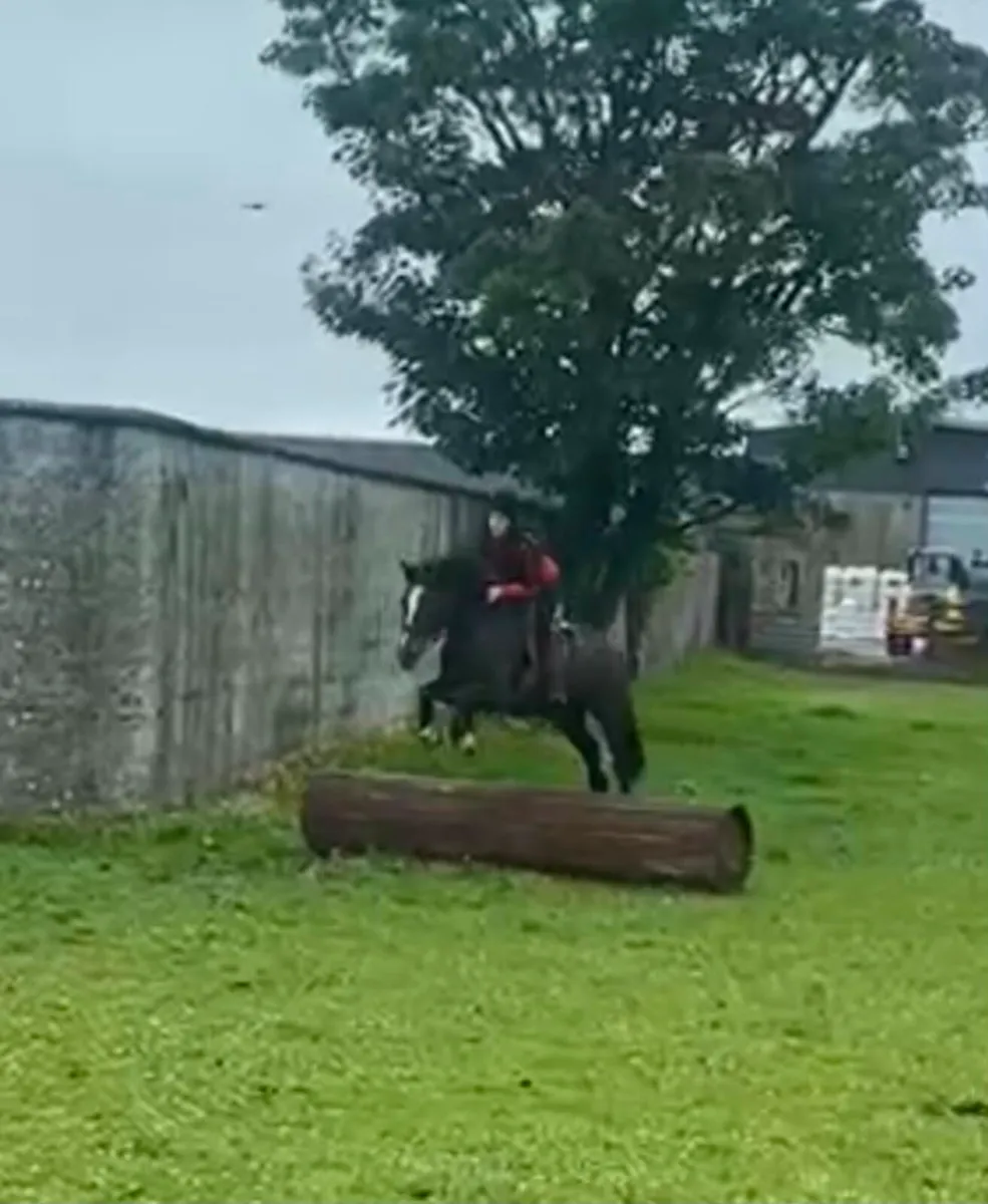 4yo14.2hh mare - Image 4