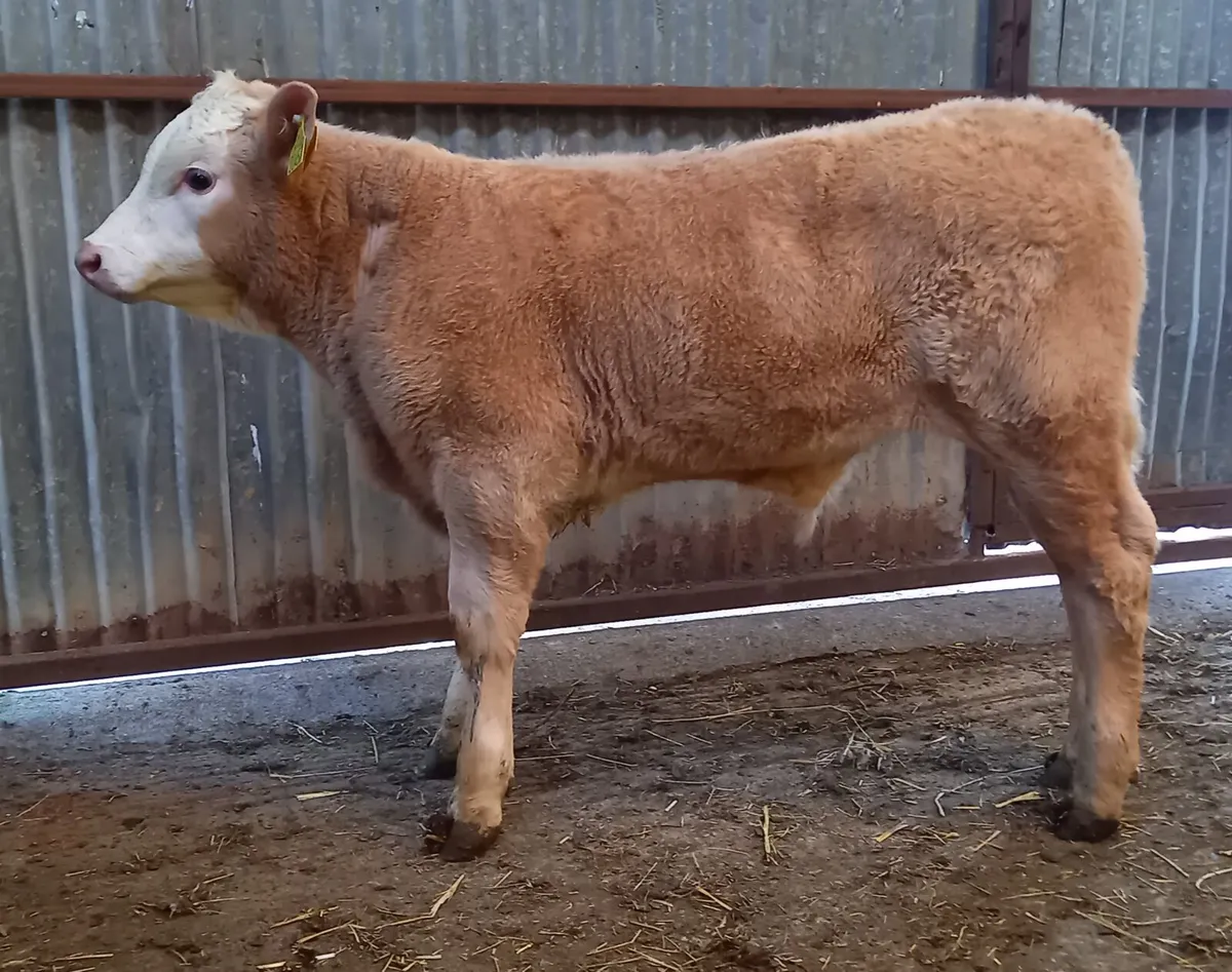 SUCKLER    BULL   CALF - Image 1