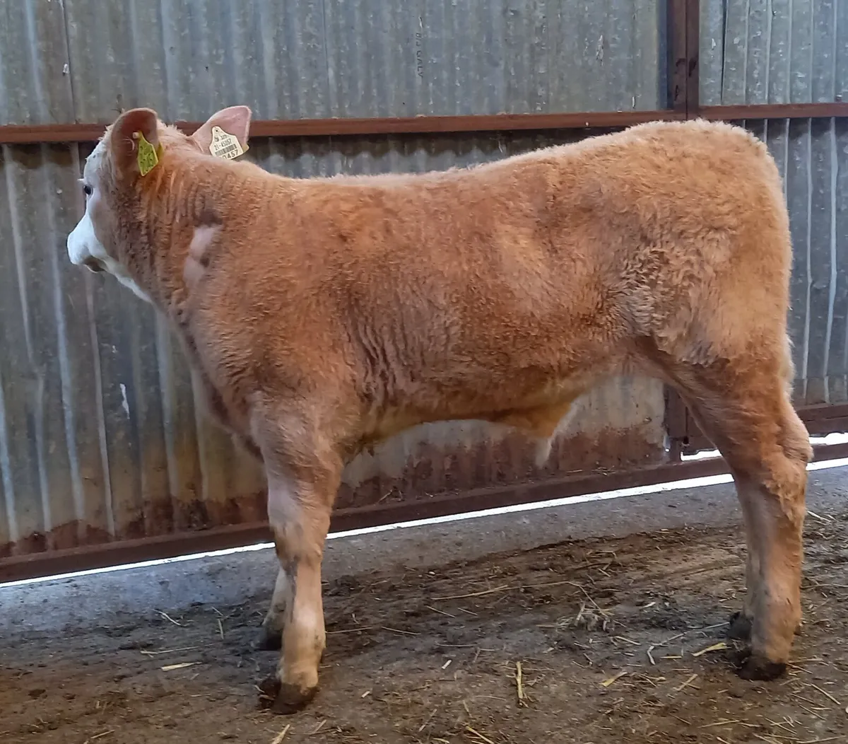 SUCKLER    BULL   CALF - Image 2