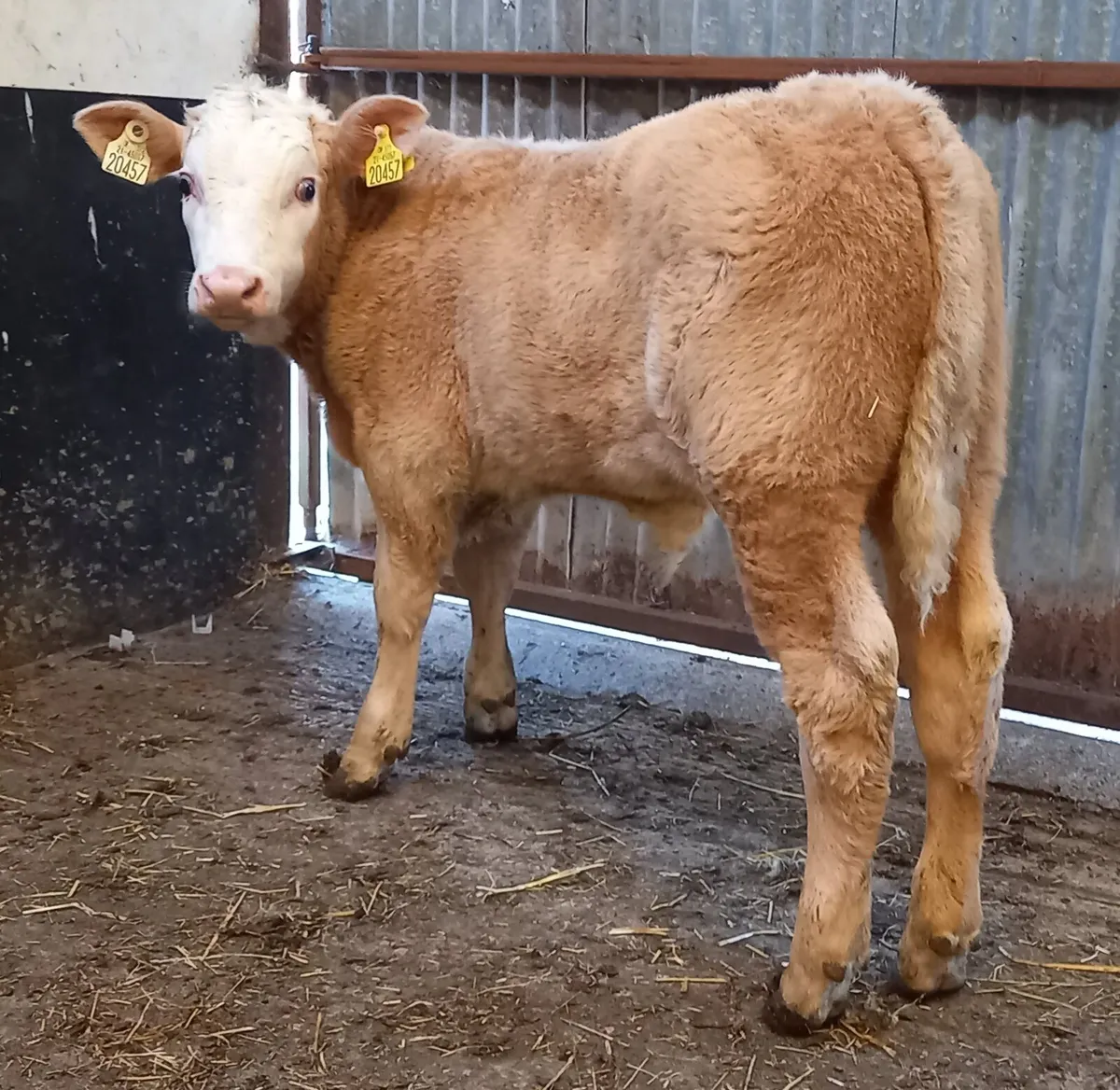 SUCKLER    BULL   CALF - Image 3