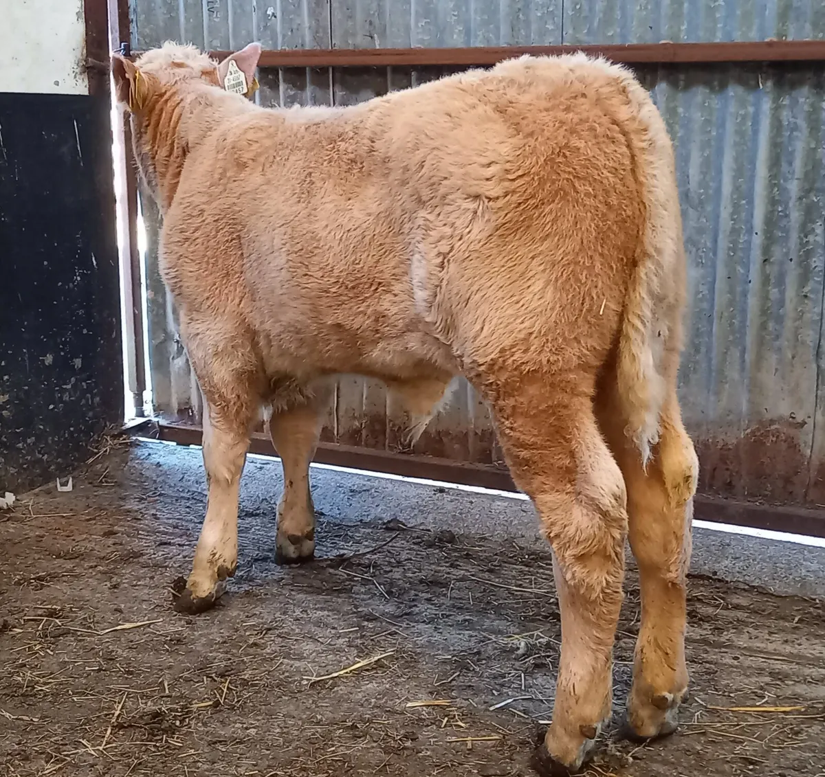 SUCKLER    BULL   CALF - Image 4