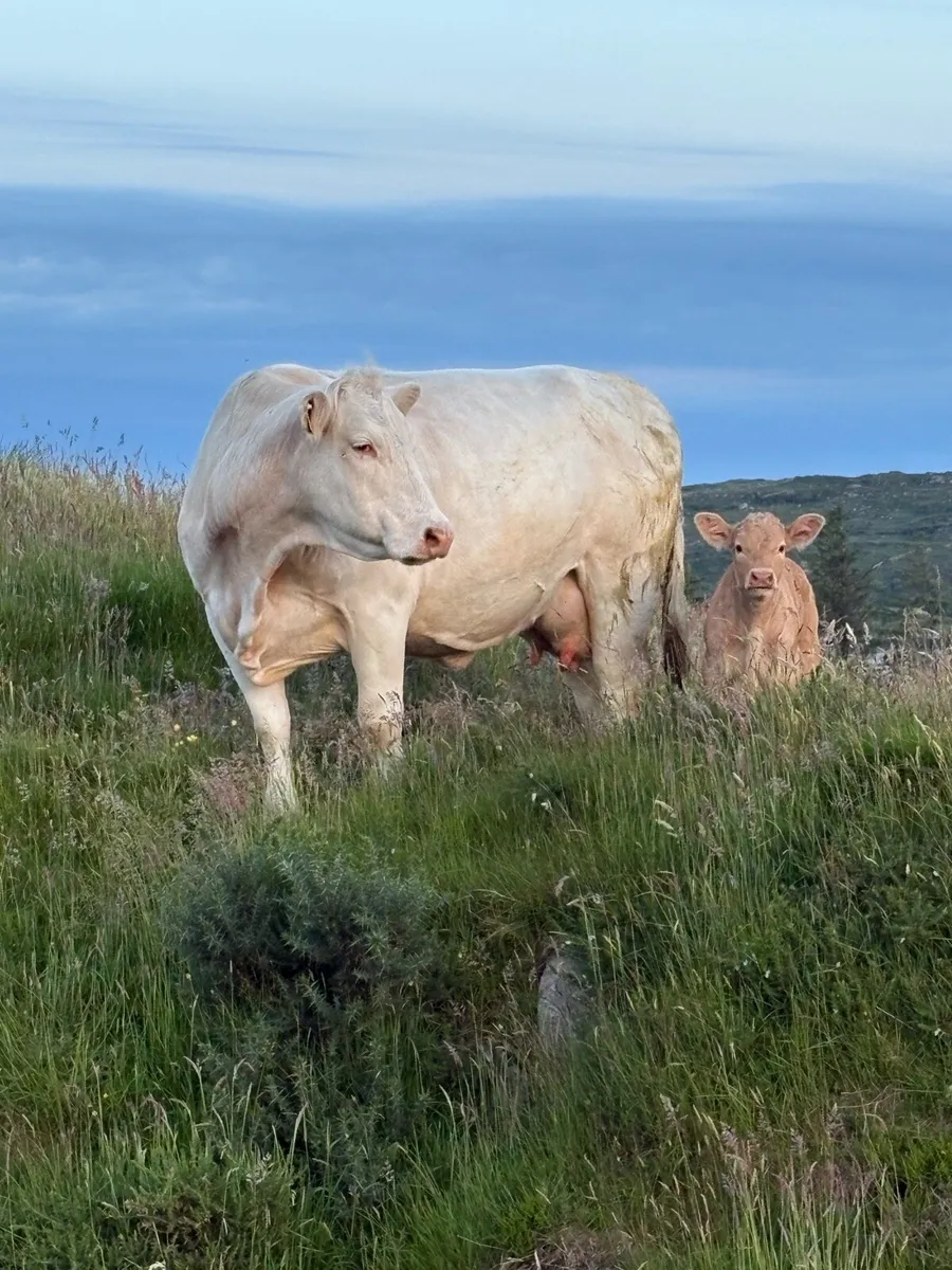 Charolais Cow and Calf - Image 1