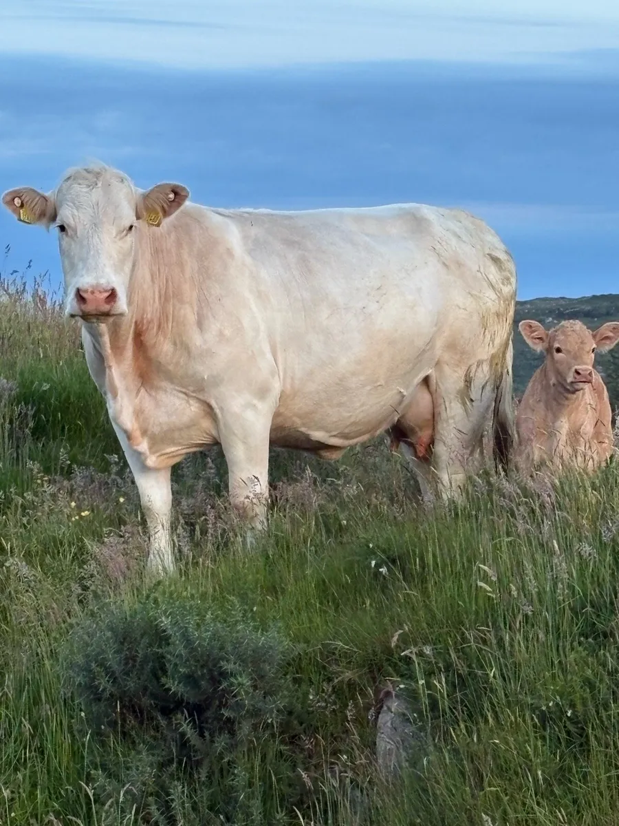 Charolais Cow and Calf - Image 2