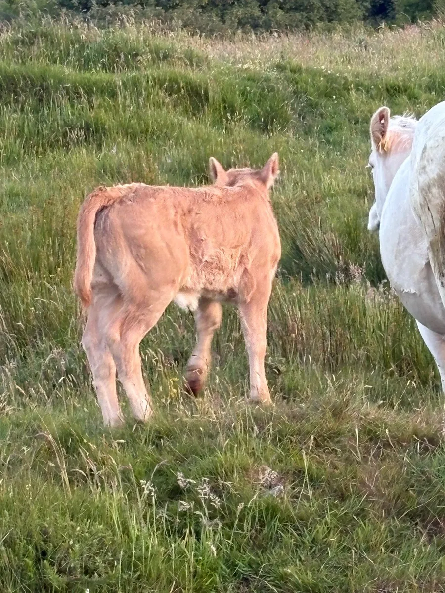 Charolais Cow and Calf - Image 3