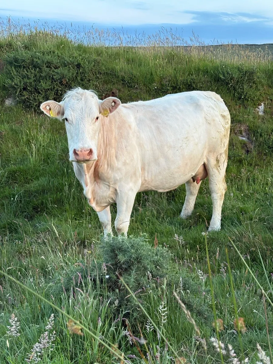 Charolais Cow and Calf - Image 4