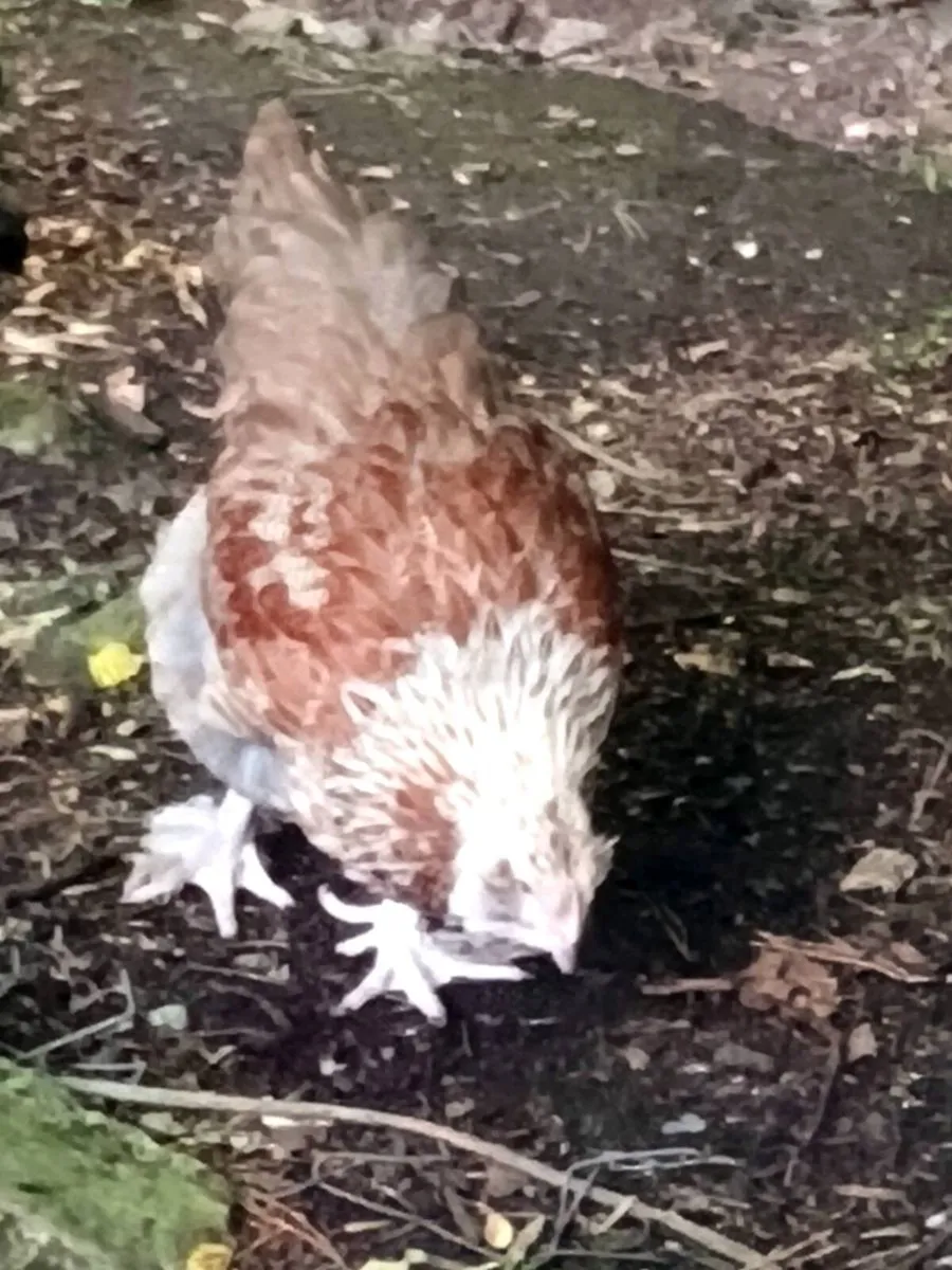 Selection of rare breed poultry - Image 1