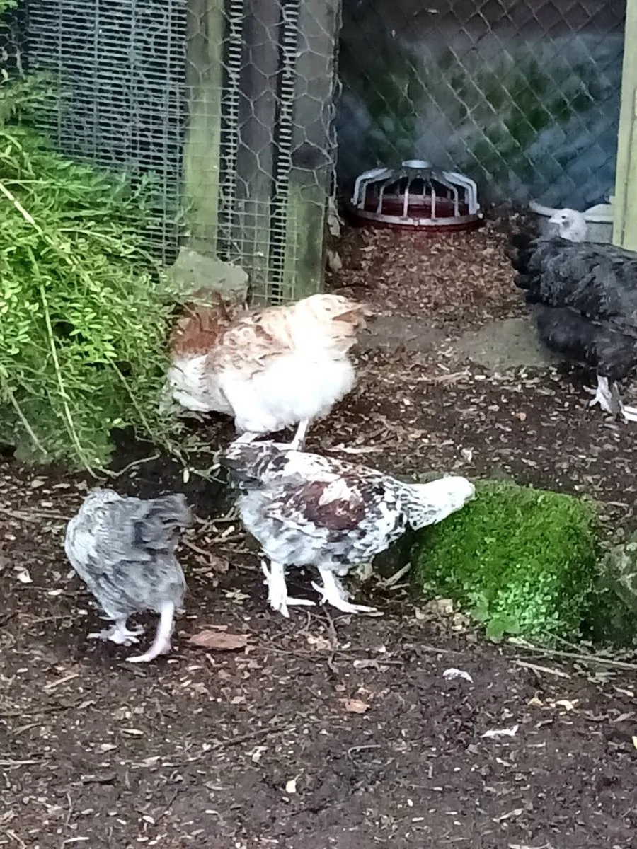 Selection of rare breed poultry - Image 4