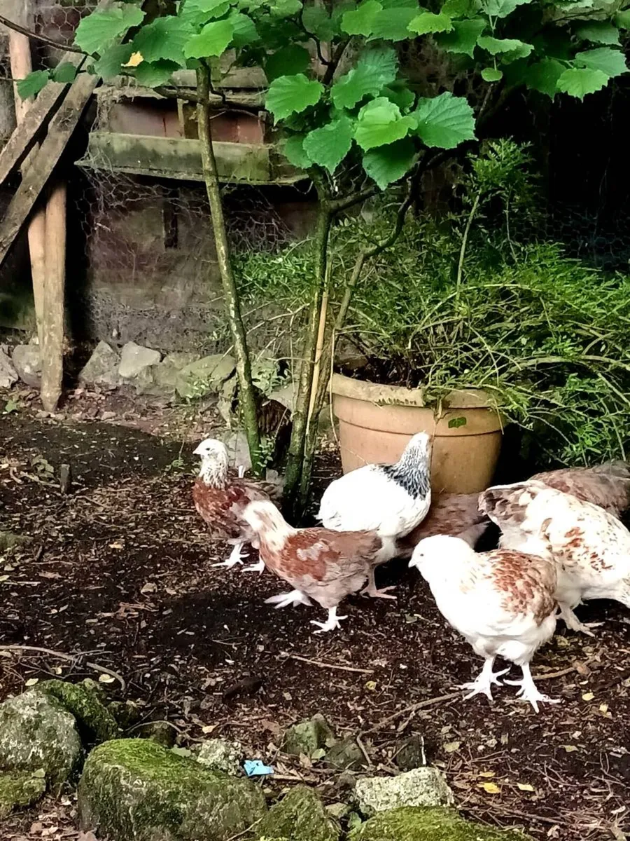 Selection of rare breed poultry - Image 2
