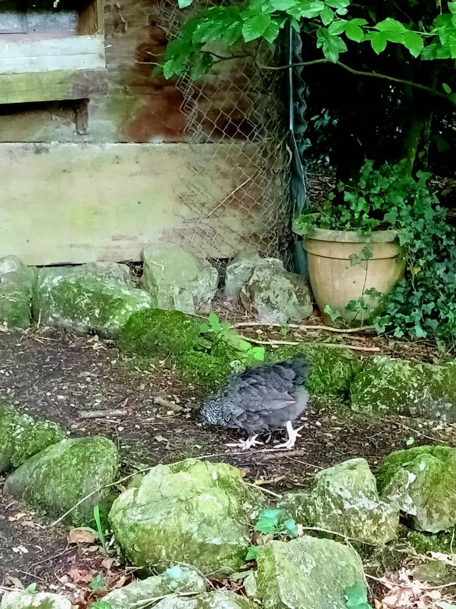 Selection of rare breed poultry - Image 3