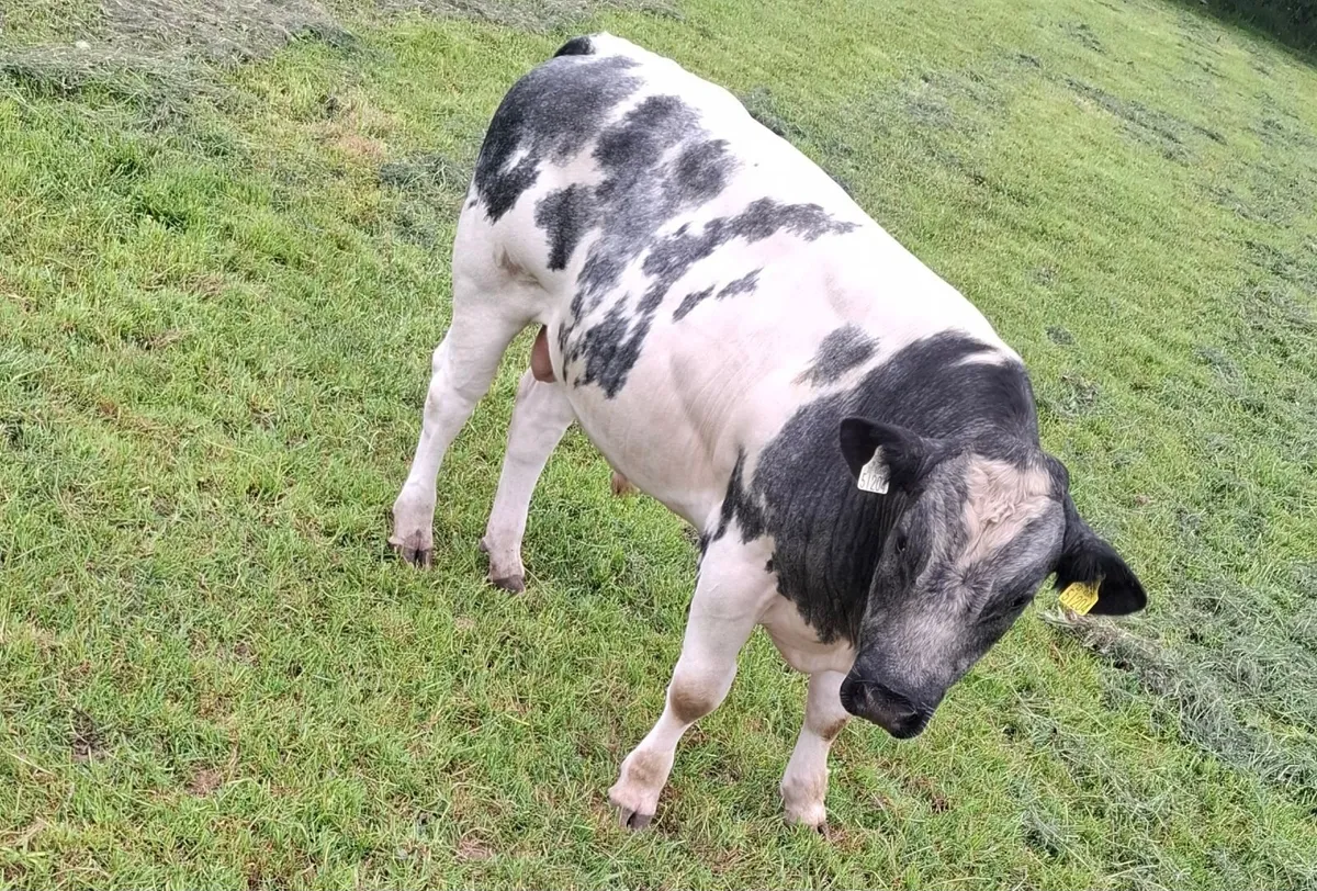 Belgian Blue x Friesian Breeding Bull for Sale - Image 2