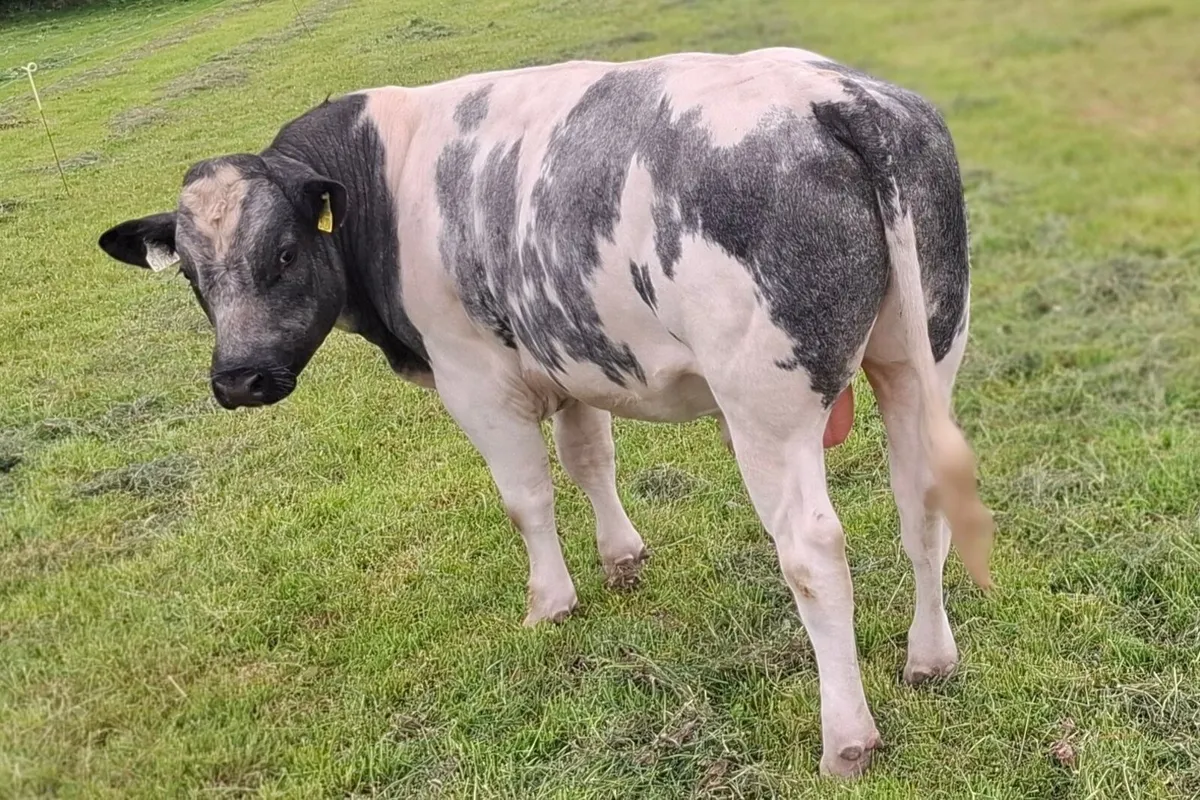 Belgian Blue x Friesian Breeding Bull for Sale - Image 3