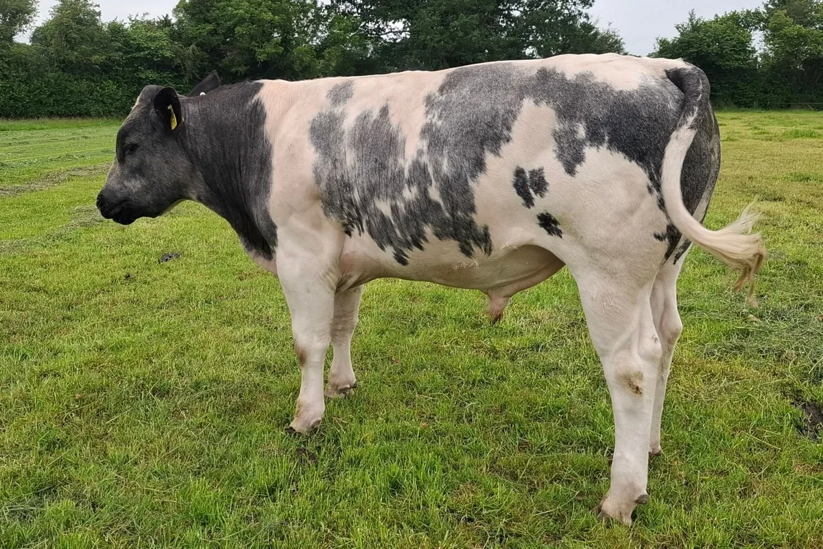 Belgian Blue x Friesian Breeding Bull for Sale - Image 4