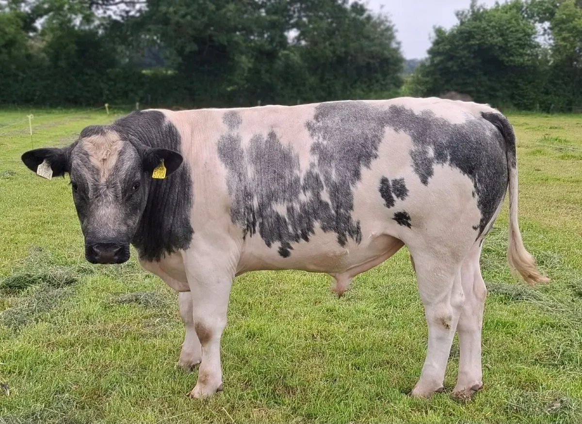 Belgian Blue x Friesian Breeding Bull for Sale - Image 1
