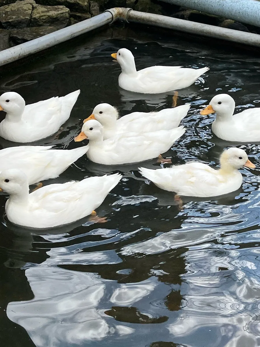 Calls and ringed teal for sale - Image 1