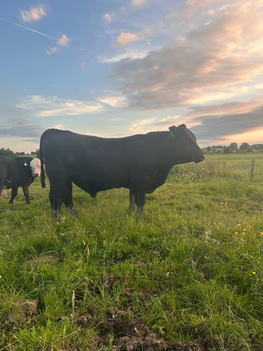 Purebred Angus bulls - Image 1
