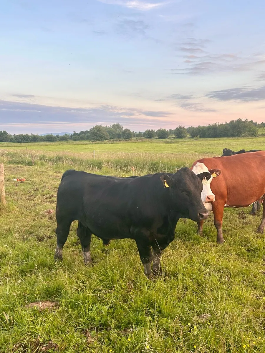 Purebred Angus bulls - Image 2