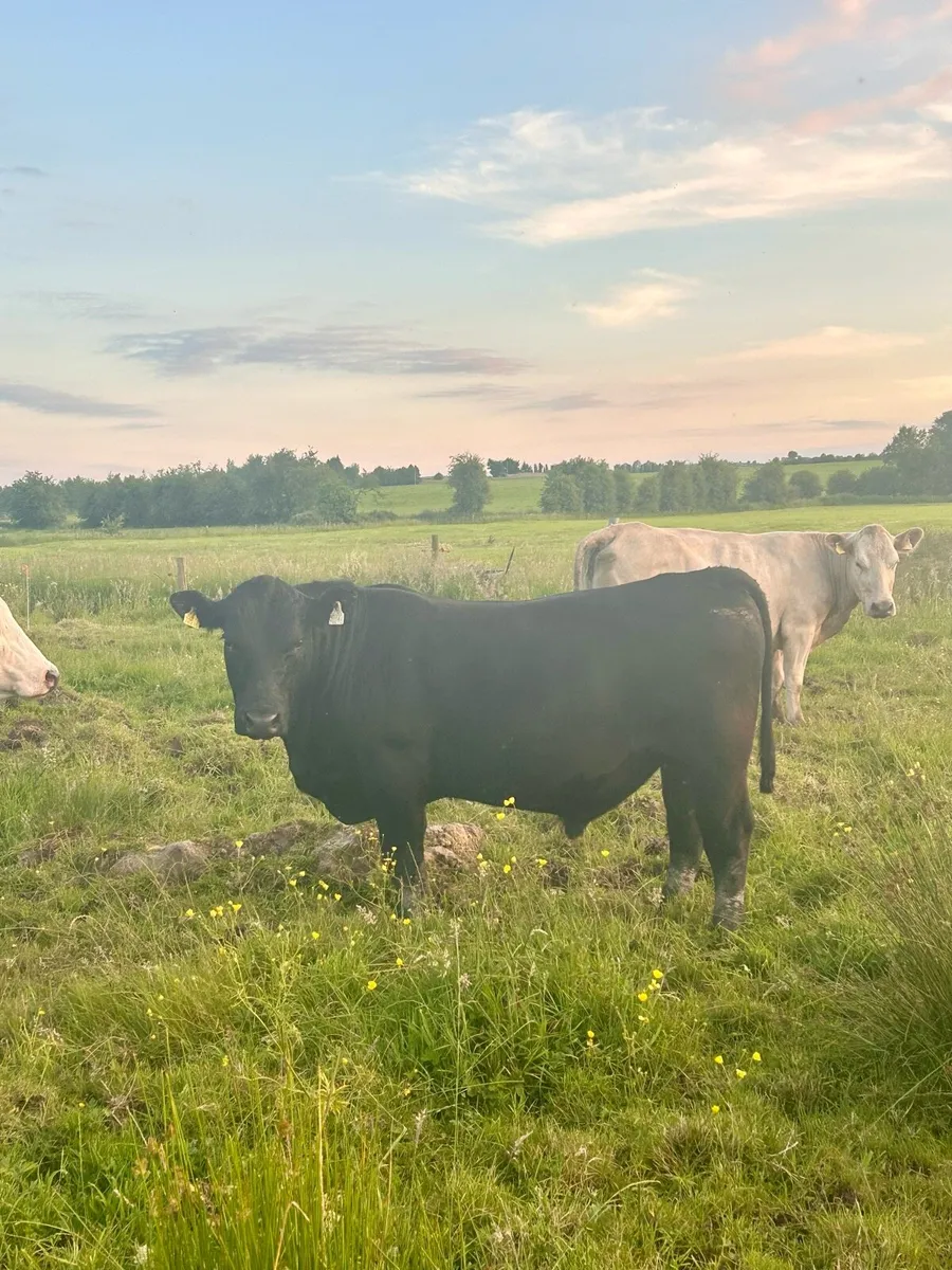 Purebred Angus bulls - Image 3