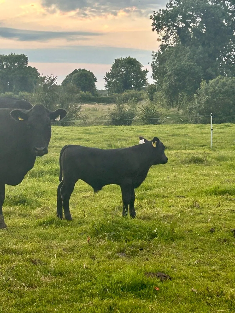 Purebred Angus bulls - Image 4