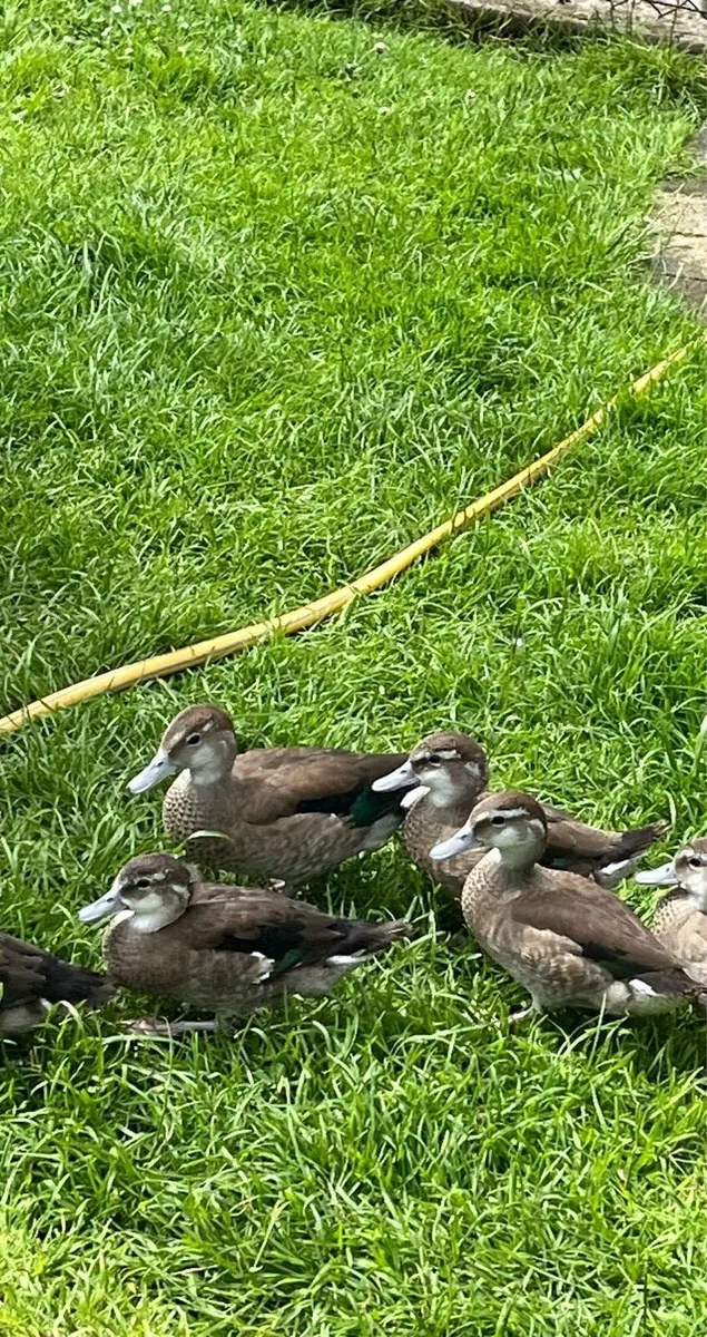 Calls and ringed teal for sale - Image 3