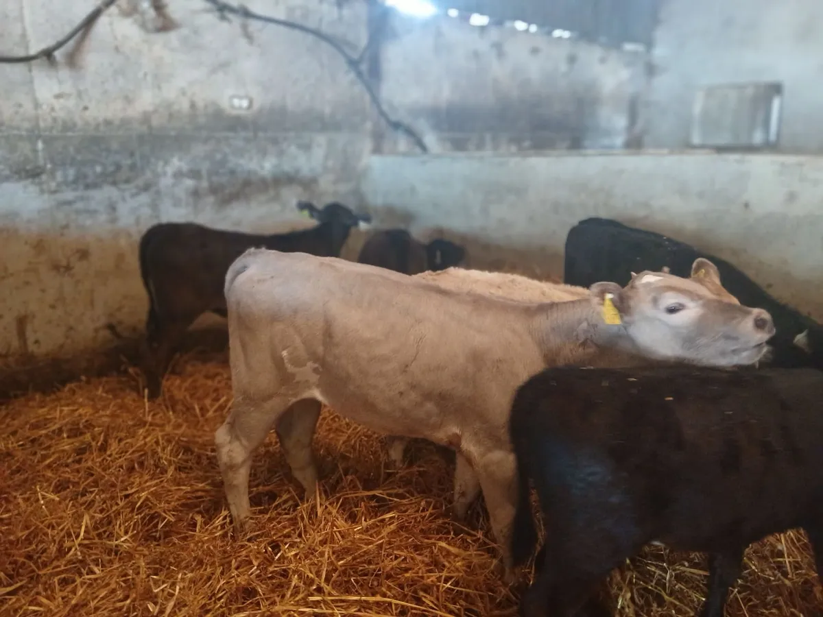 Calves - Image 2