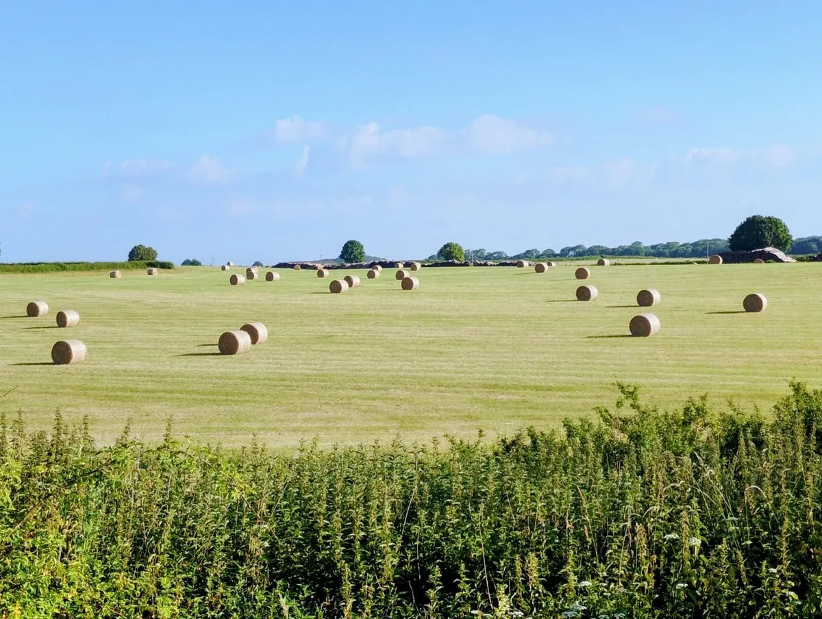 Hay