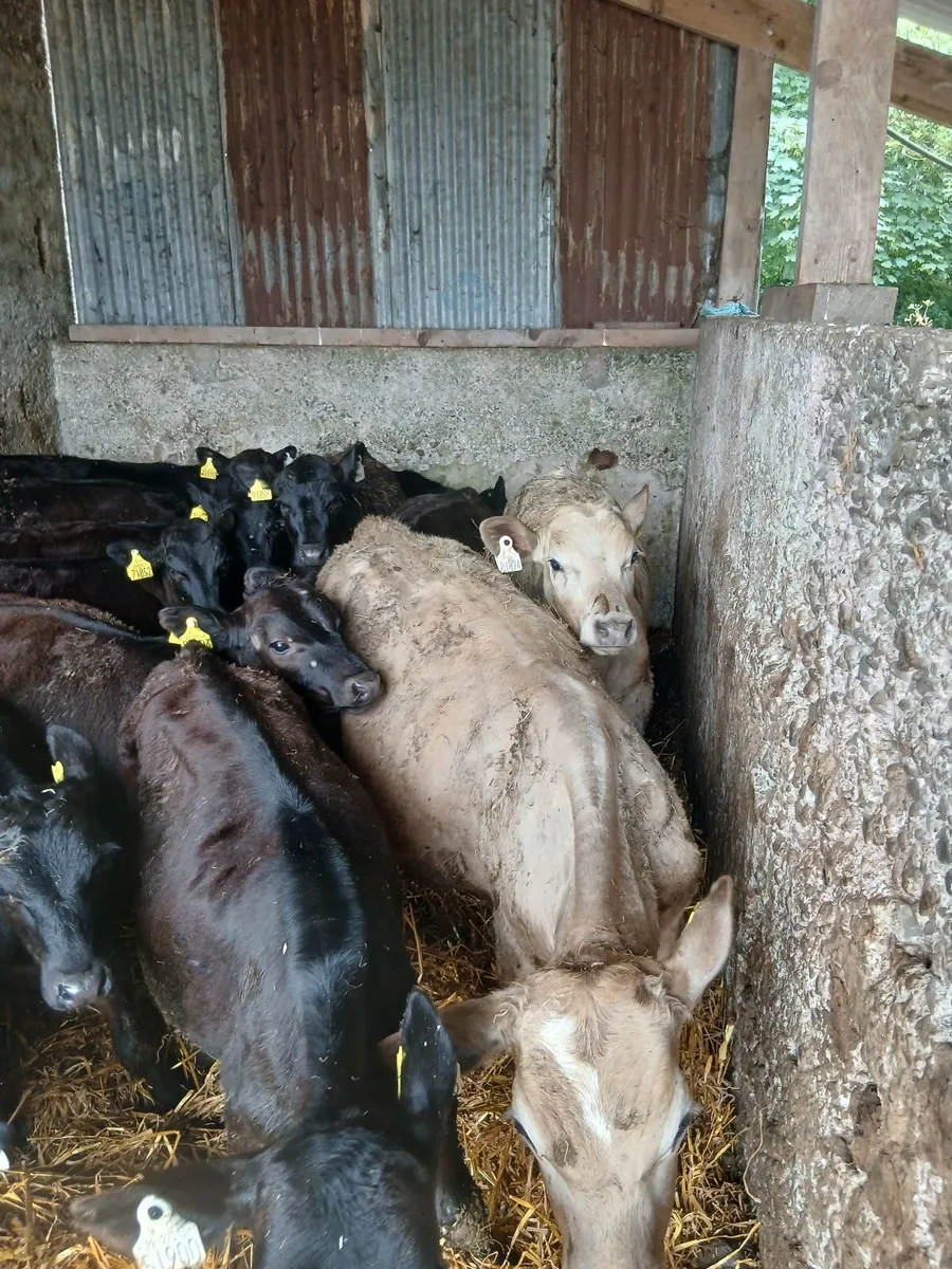 Calves - Image 1
