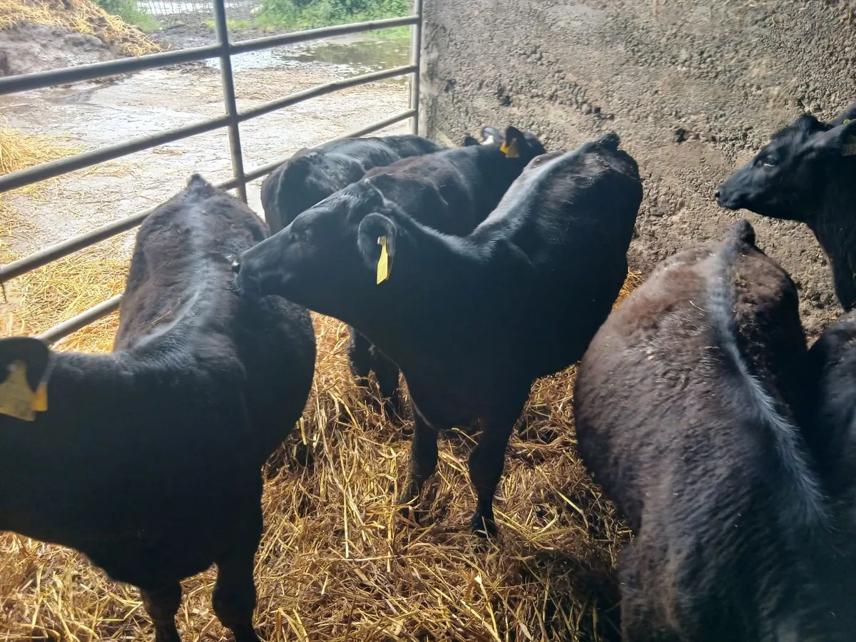 Calves - Image 3