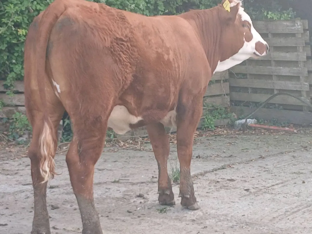 1 Smashing 5  🌟 🌟 🌟 🌟 🌟LMX Heifer for sale - Image 2