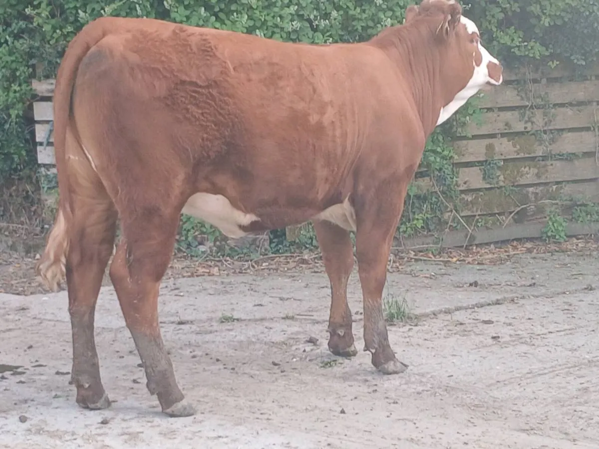 1 Smashing 5  🌟 🌟 🌟 🌟 🌟LMX Heifer for sale - Image 4