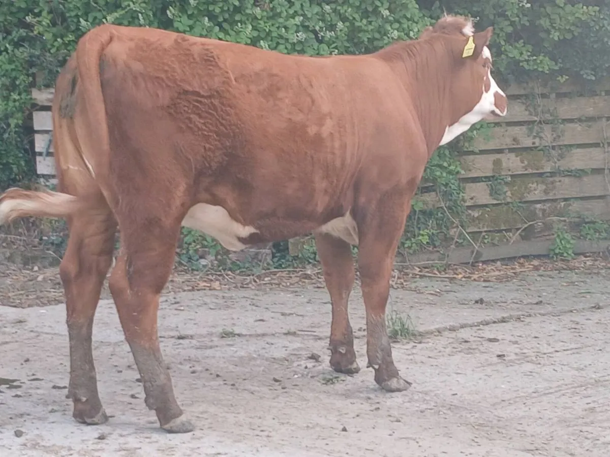 1 Smashing 5  🌟 🌟 🌟 🌟 🌟LMX Heifer for sale - Image 3