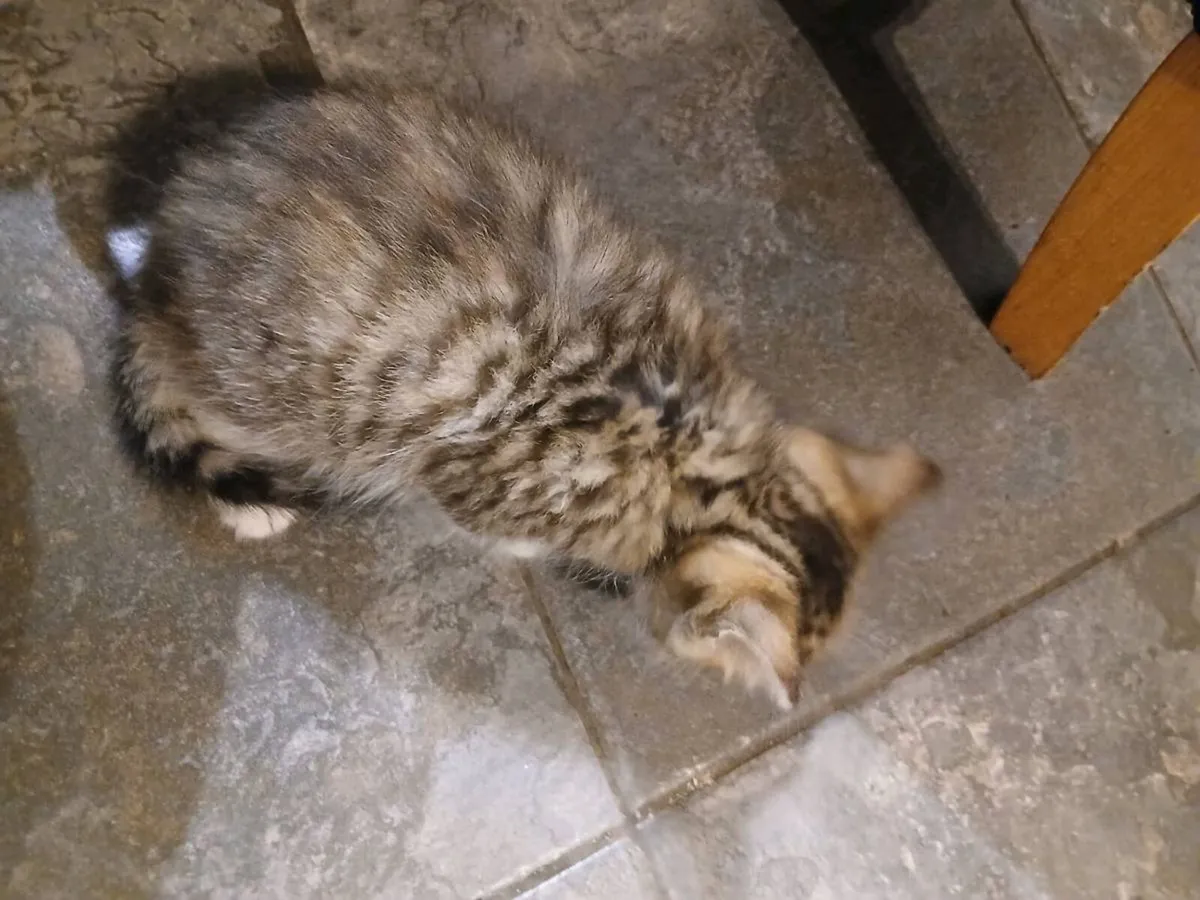 Beautiful Kittens - Image 2