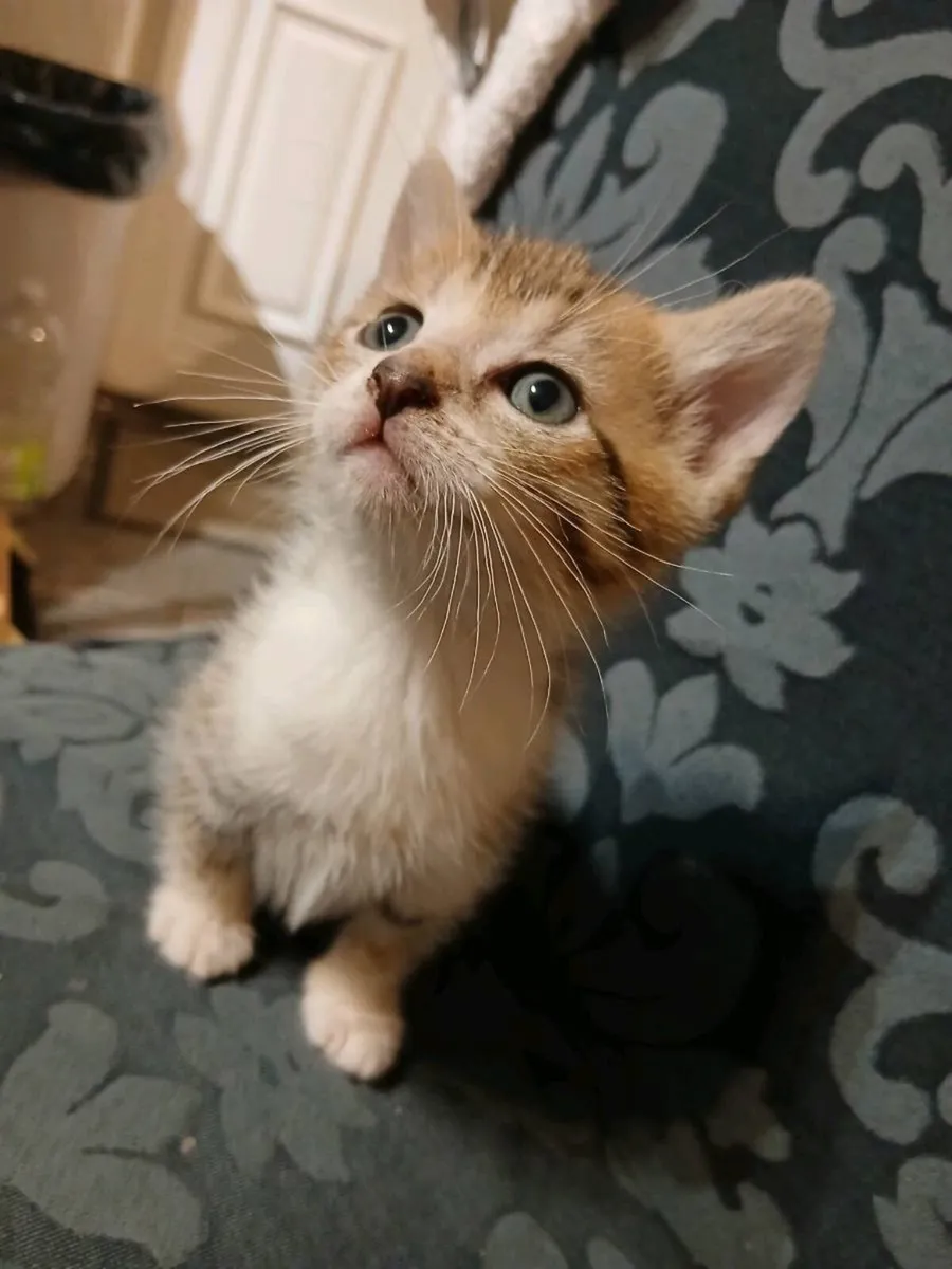 Beautiful Kittens - Image 3