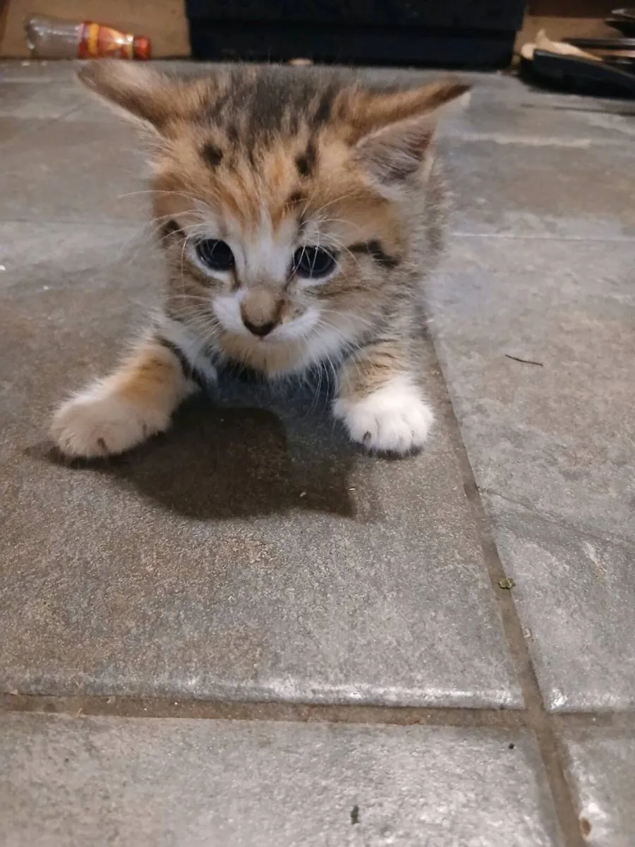 Beautiful Kittens - Image 4